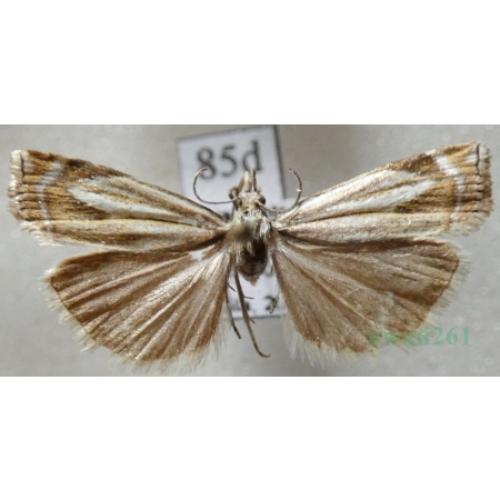 Crambus lathoniellus (Zincken, 1817) Wachlarzyk natrawny Czech85d